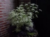 zomerfair 2010 027.jpg